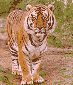Tiger Tiger