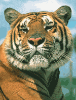 Tiger Tiger