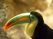 Toucan Toucan