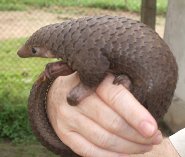 Tree pangolin Tree pangolin