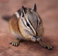 Uinta chipmunk Uinta chipmunk