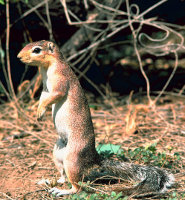 Unstriped ground squirrel Unstriped ground squirrel