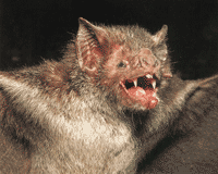 vampire bat