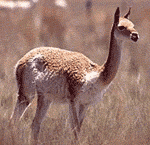 vicuna