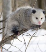 virginia opossum