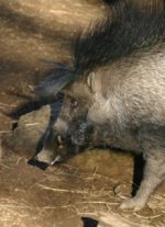 Visayan warty pig Visayan warty pig