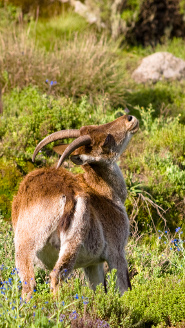 Walia ibex Walia ibex