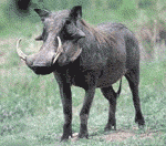 http://www.zingelani.co.za/diere/Warthog.html http://www.zingelani.co.za/diere/Warthog.html