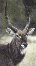 waterbuck waterbuck