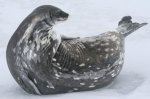 Weddel Seal Weddel Seal