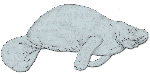 African manatee African manatee