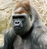 Western lowland gorilla Western lowland gorilla