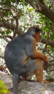 Western red colubus Western red colubus