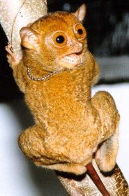 Western tarsier Western tarsier