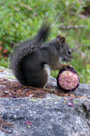 Western gray squirrel Western gray squirrel