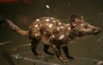 western quoll western quoll