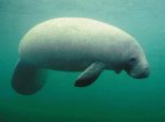 West indian manatee West indian manatee