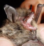 whiskered bat whiskered bat