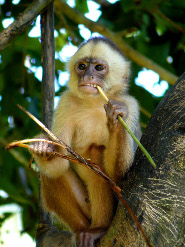 White-fronted capuchin