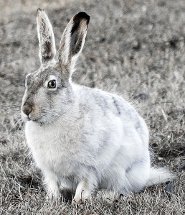White-tailed Jackrabbit White-tailed Jackrabbit