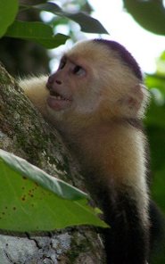 White-headed capuchin White-headed capuchin