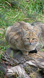 wild cat wild cat
