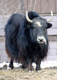 Yak Yak