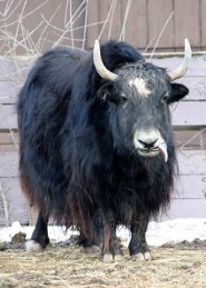 Yak