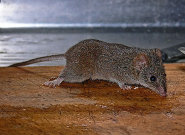 Yellow-footed antechinus Yellow-footed antechinus