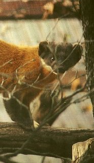 Yellow-throated marten Yellow-throated marten
