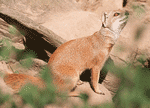 yellow mongoose yellow mongoose