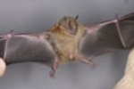Yellow shouldered bat Yellow shouldered bat