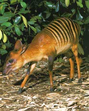 Zebra duiker Zebra duiker