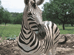 Zebra Zebra