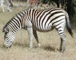 zebra zebra